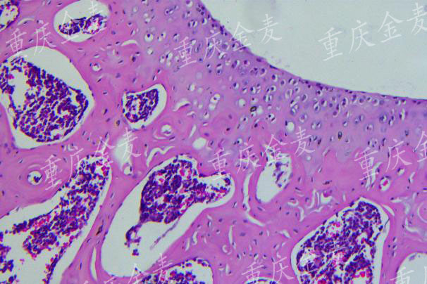 骨关节炎模型2.jpg