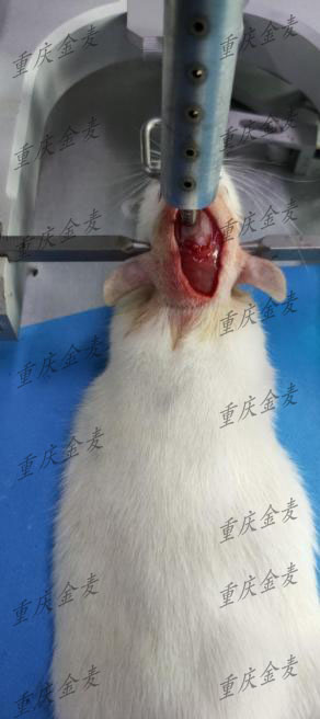脑打击动物模型1.jpg