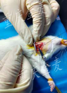脑缺血再灌注模型1.jpg