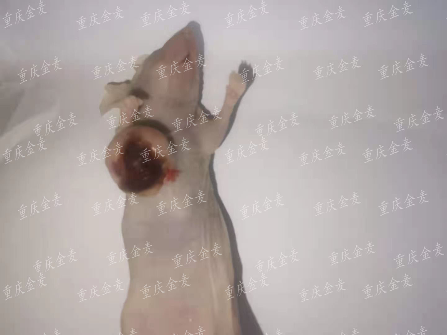 皮下成瘤模型1.jpg