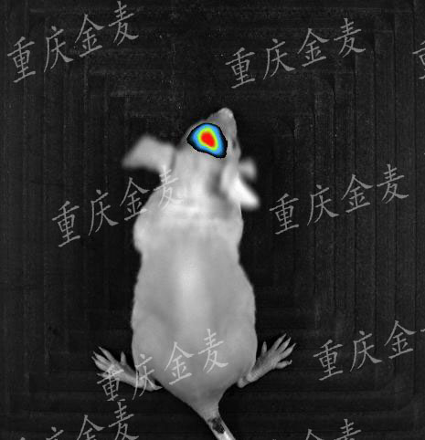 原位成瘤模型2.jpg