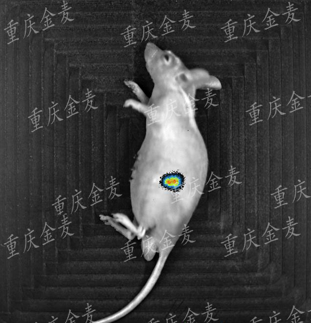 原位成瘤模型3.jpg