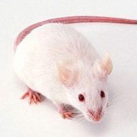 类风湿性关节炎模型