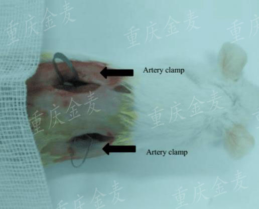 肾缺血动物模型