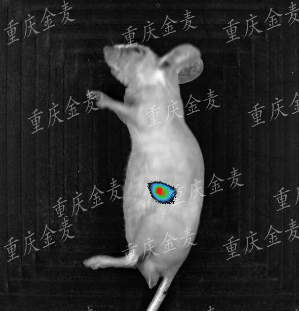 肿瘤转移动物模型