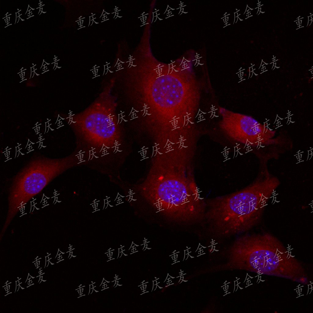 原位杂交检测（FISH）