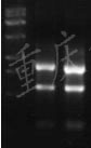 总RNA提取