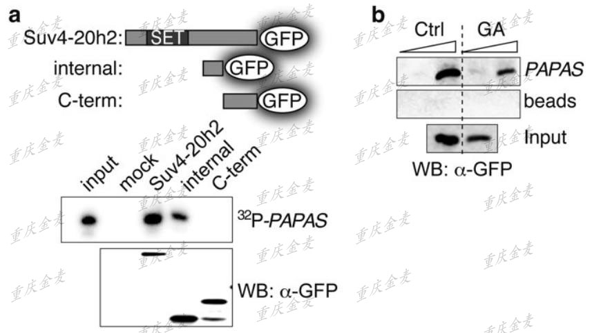 RNA pµll-down