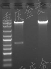 质粒构建