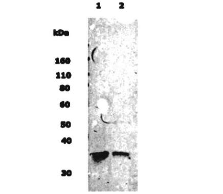 Musashi-1 Antibody  NB100-1759