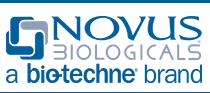 BRCAA1 Antibody - BSA Free  NB100-682